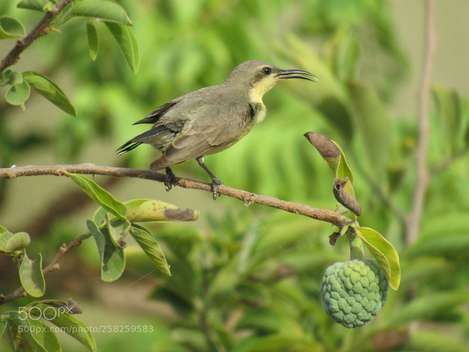 Canon PowerShot SX530 HS sample photo. Purple sunbird female sitting photography