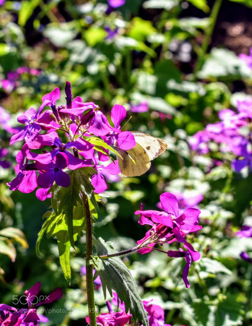 Nikon D3400 sample photo. Butterfly photography