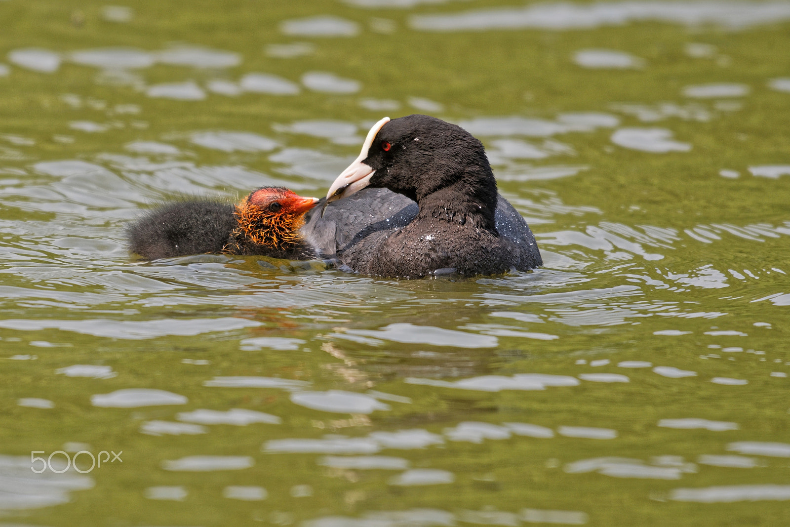 Nikon AF-S Nikkor 200-500mm F5.6E ED VR sample photo. Foulques macroule photography