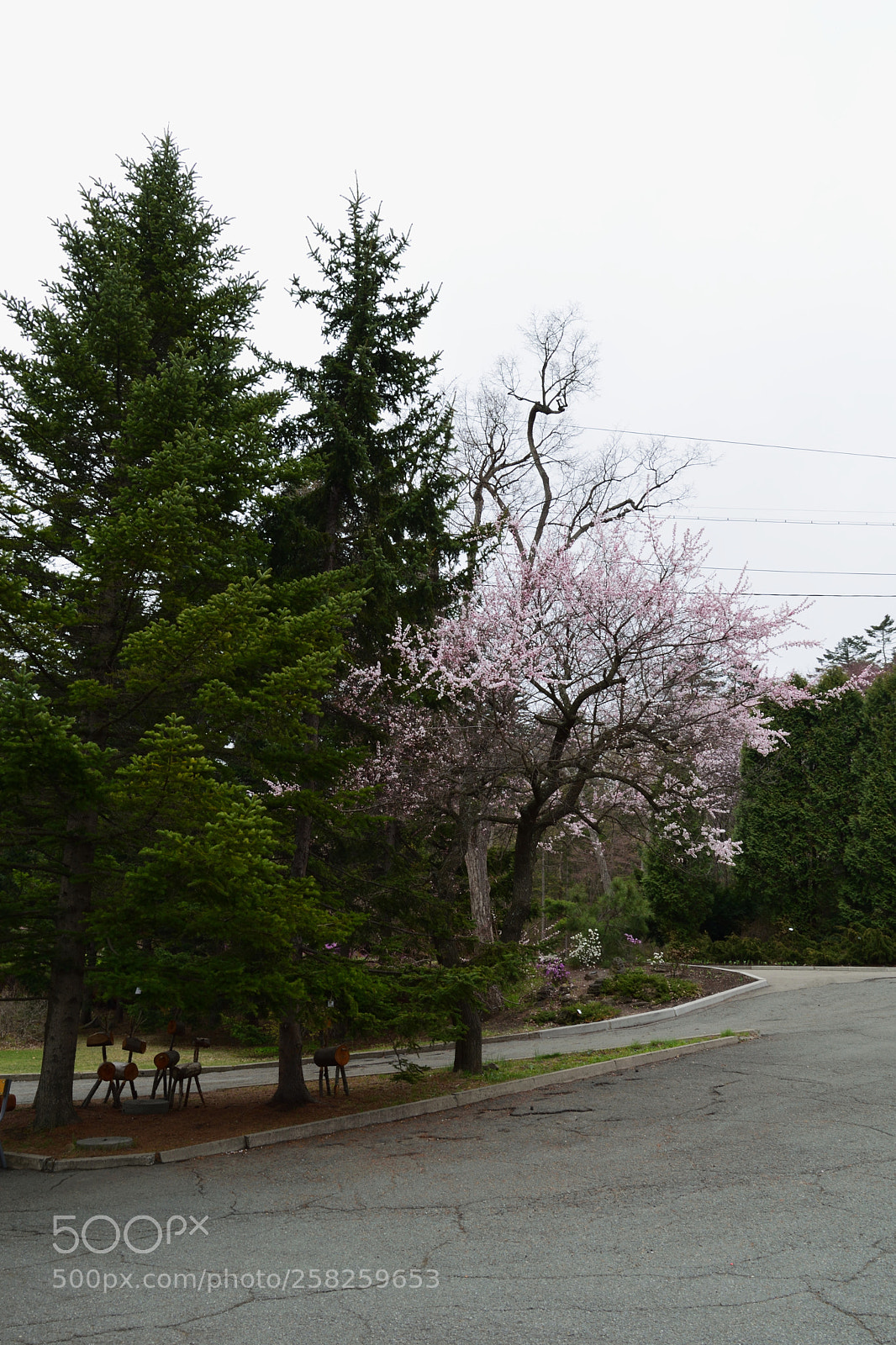 Nikon D3300 sample photo. Spring flowering in the photography