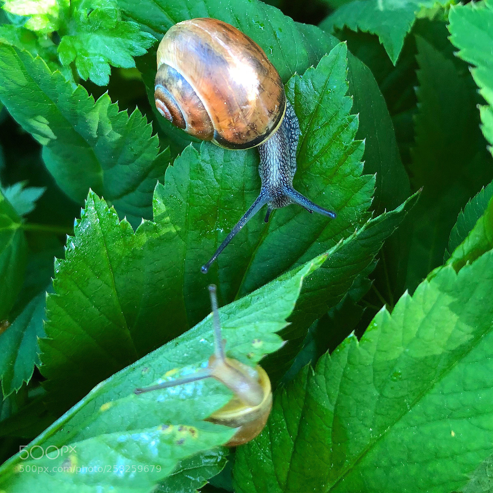 Apple iPhone 8 Plus sample photo. Meeting my buddy snail photography