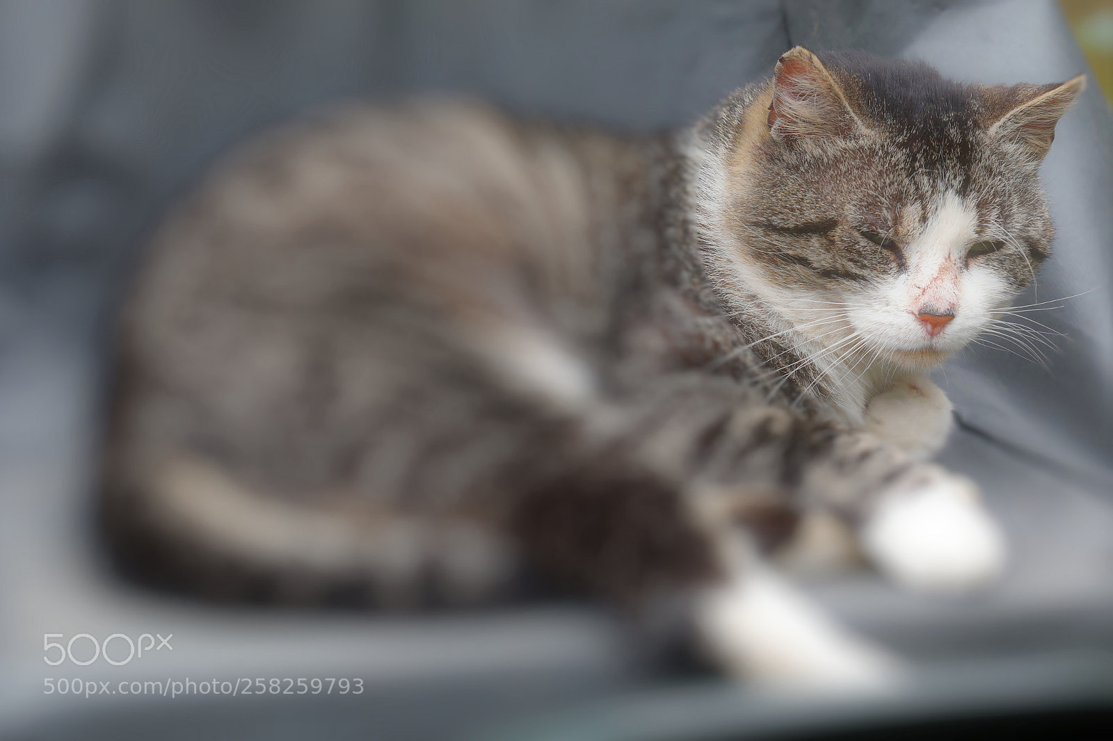 Canon EOS 5D Mark IV sample photo. Untitled photography