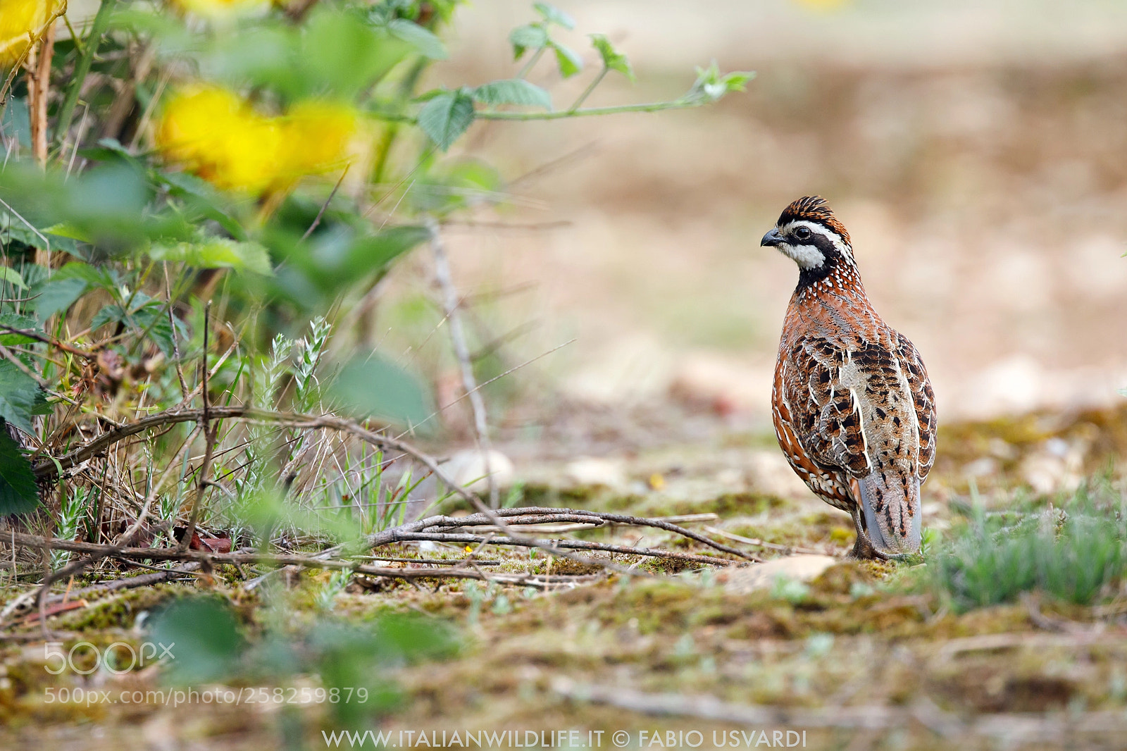 Canon EOS 5D Mark IV sample photo. Virginia quail (colinus virginianus) photography