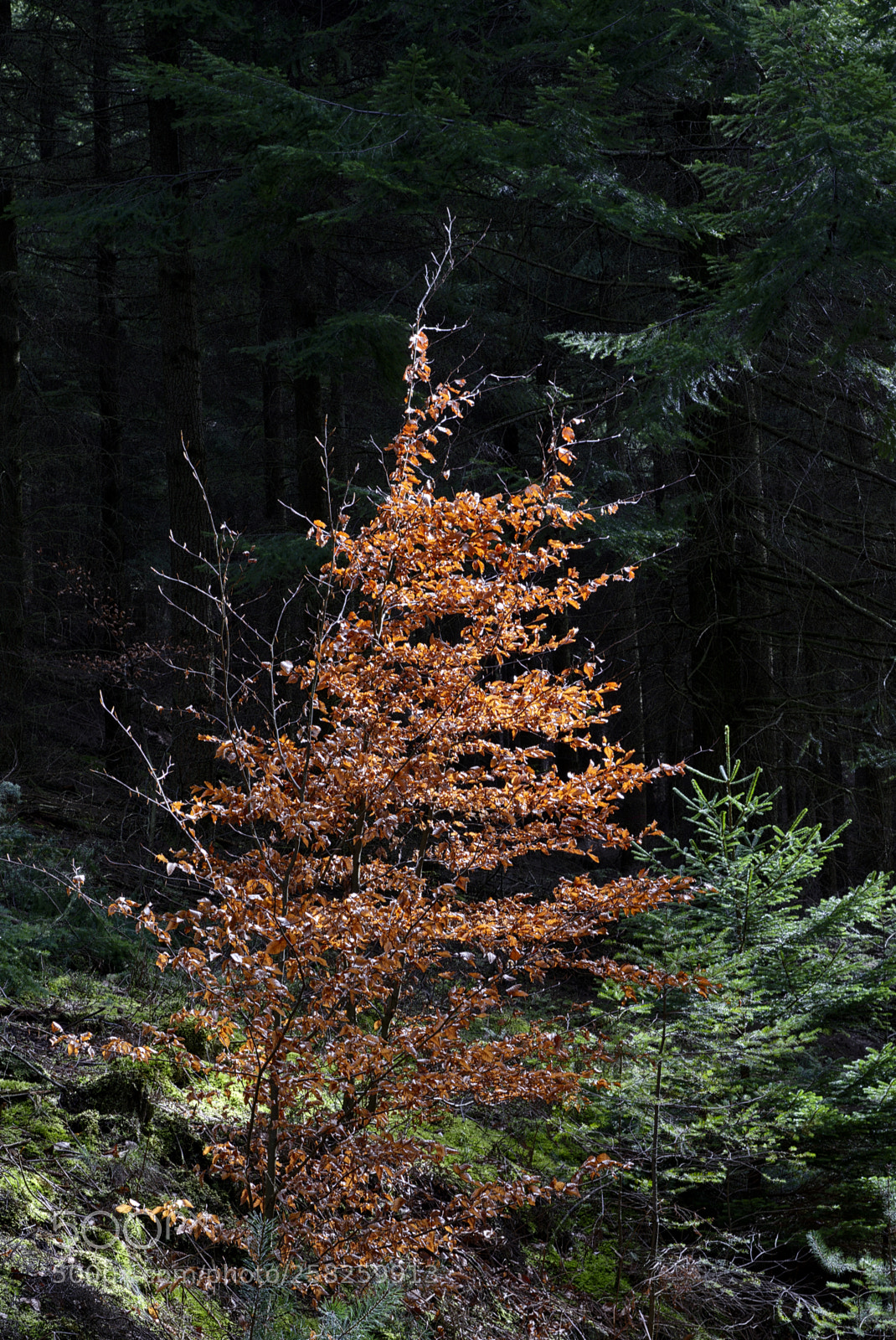 Nikon D750 sample photo. Tree32 photography
