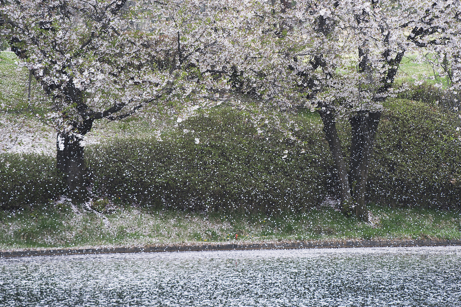 Nikon D800 sample photo. Cherry blossom ending photography