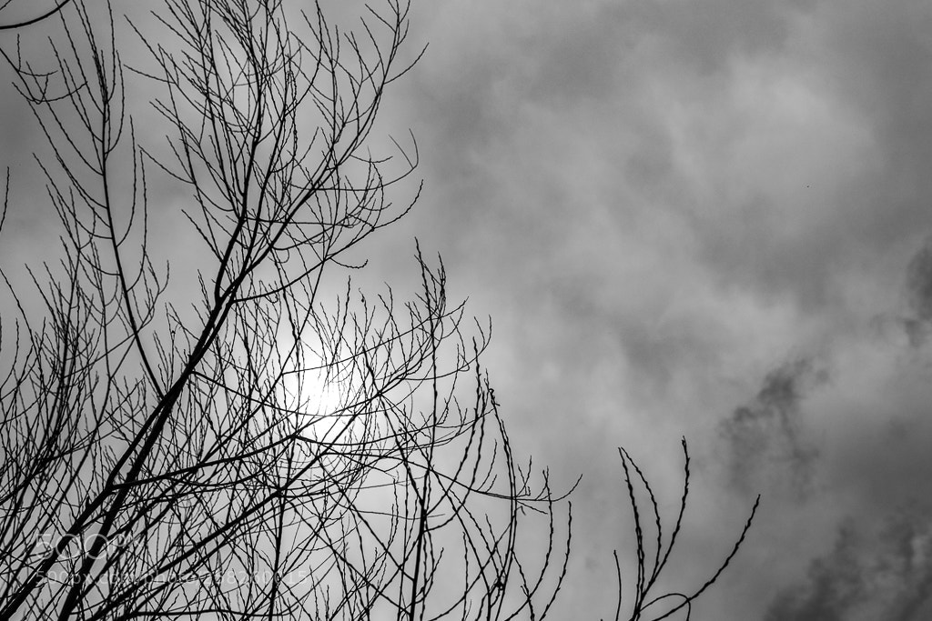 Canon EOS 80D sample photo. Untitled photography