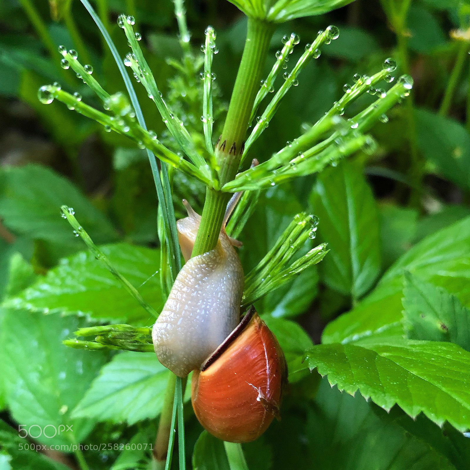 Apple iPhone 8 Plus sample photo. Snail in action photography