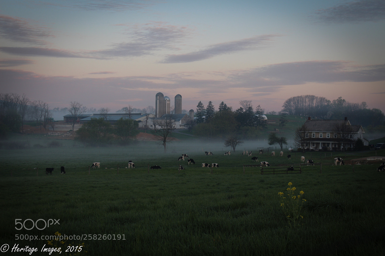 Canon EOS 650D (EOS Rebel T4i / EOS Kiss X6i) sample photo. Cows in morning mist photography