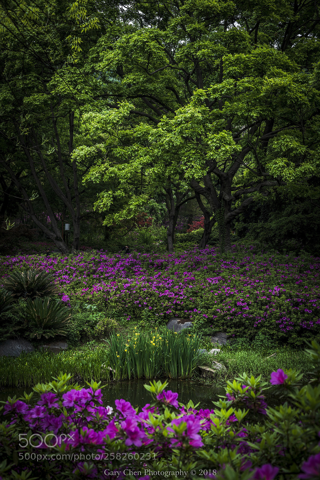 Nikon D810 sample photo. 一起绽放 bloom together photography
