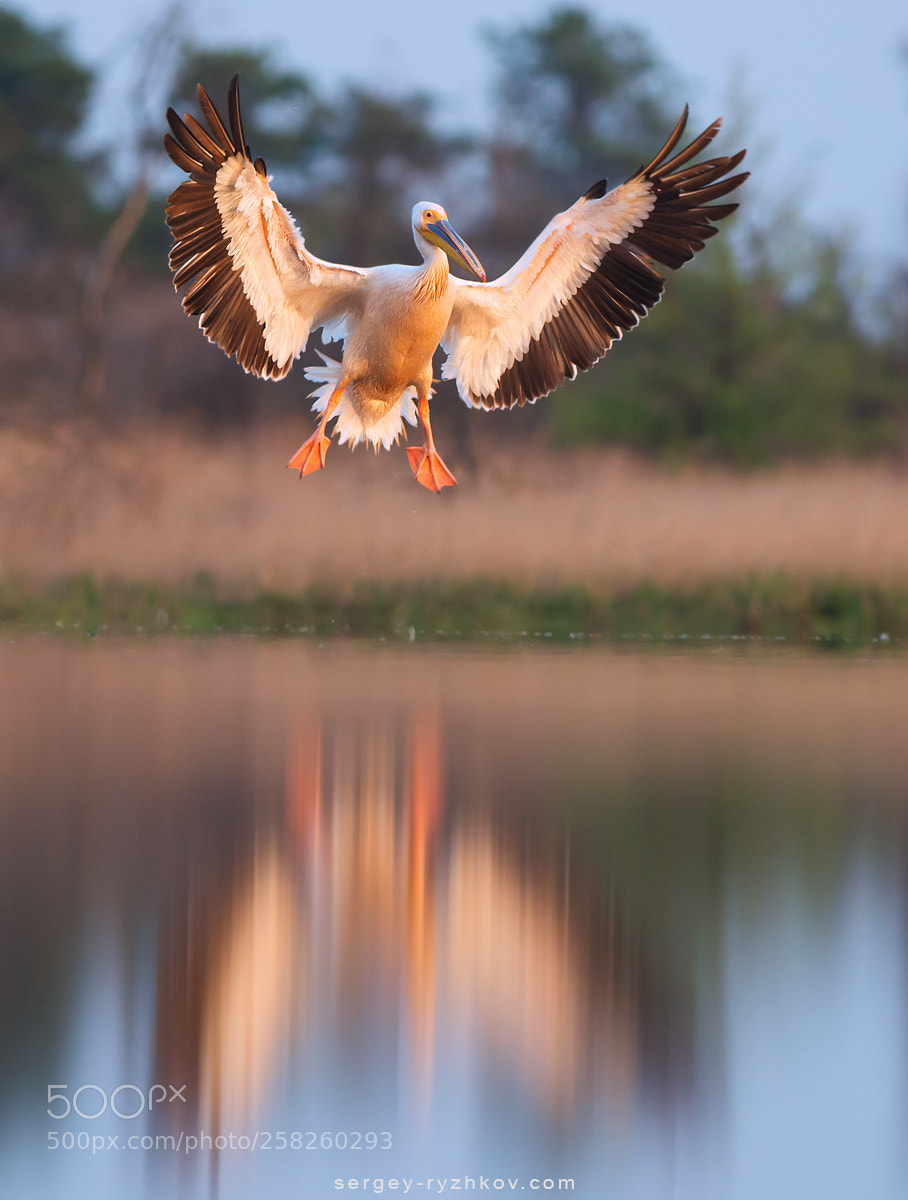 Nikon D800 sample photo. Great white pelican in photography