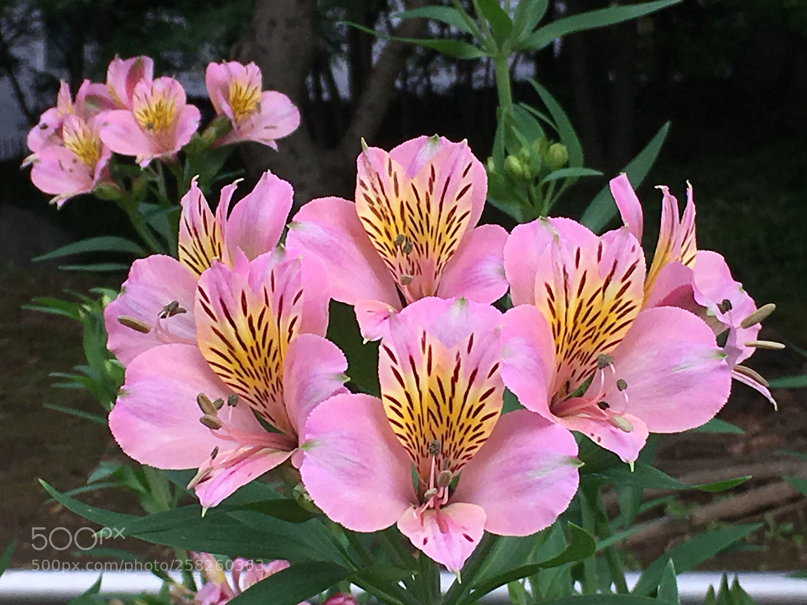 Apple iPhone 6s Plus sample photo. Spring2018 flowers photography