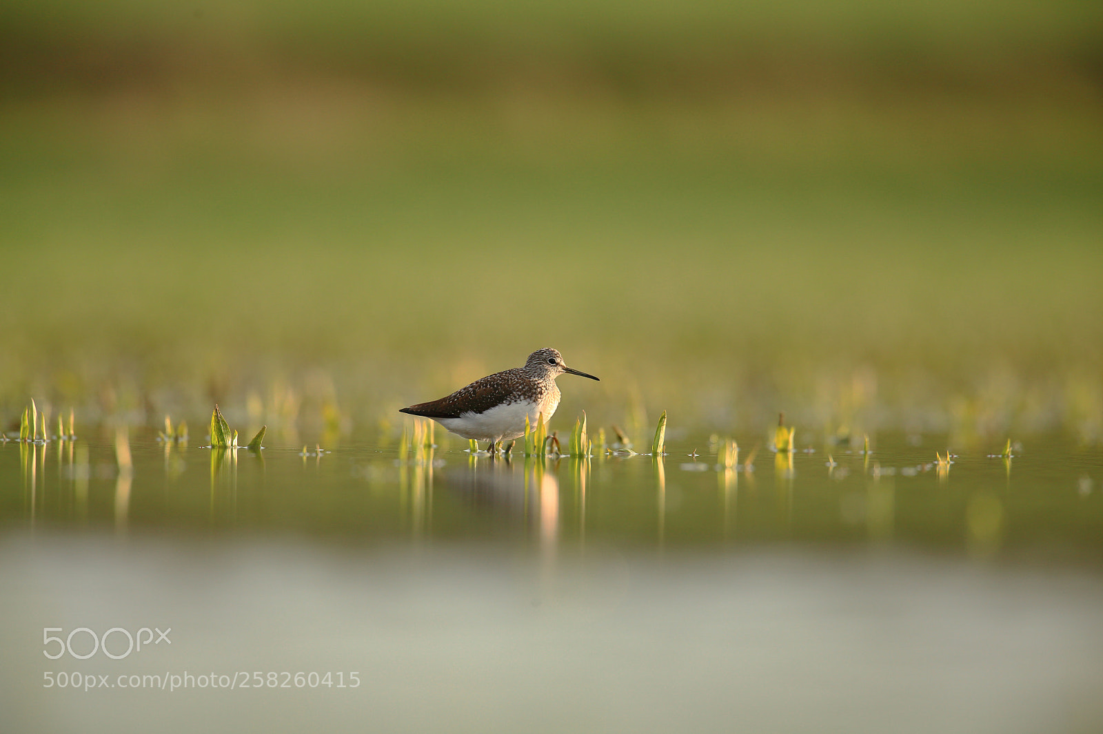 Canon EOS 5D Mark II sample photo. Green sandpiper on lake photography