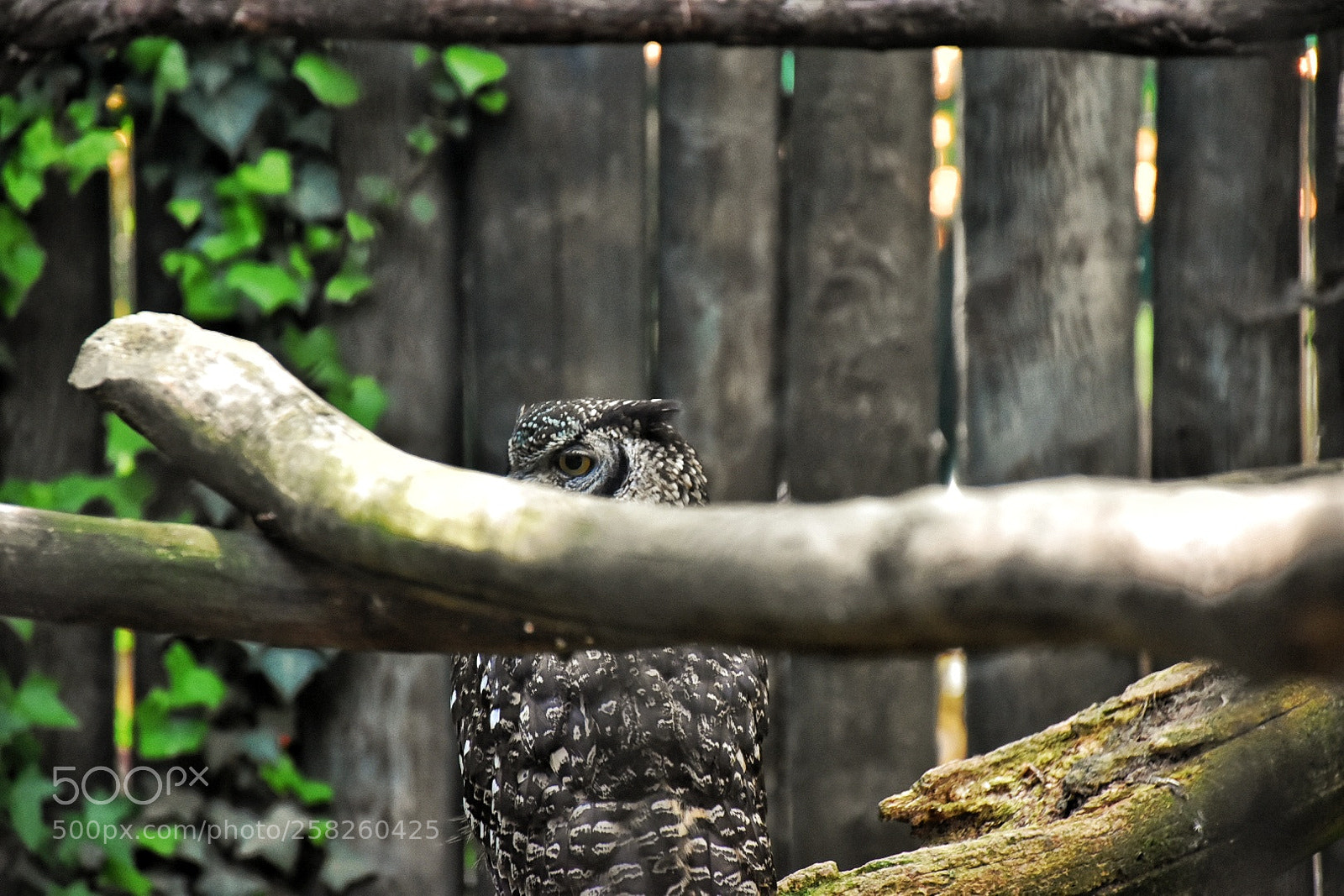 Nikon D5500 sample photo. Untitled photography
