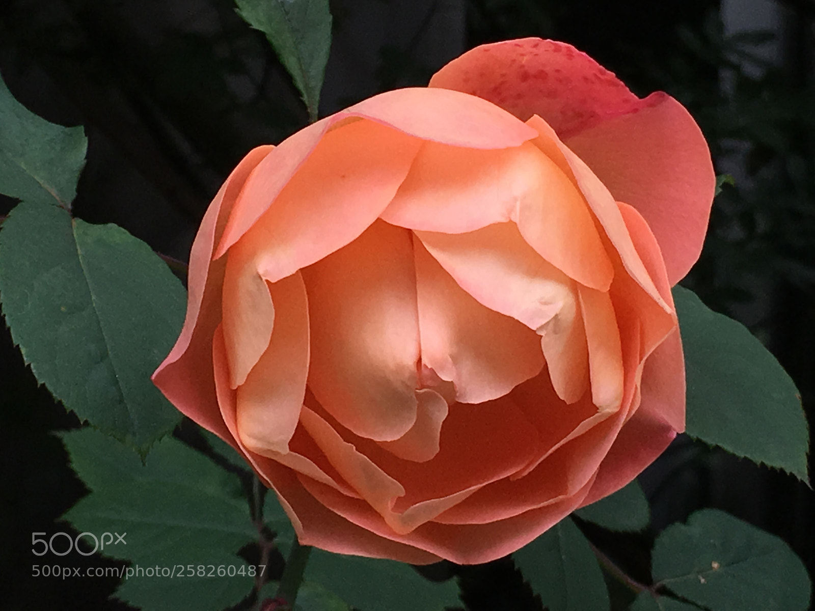 Apple iPhone 6s Plus sample photo. Spring2018 flowers photography