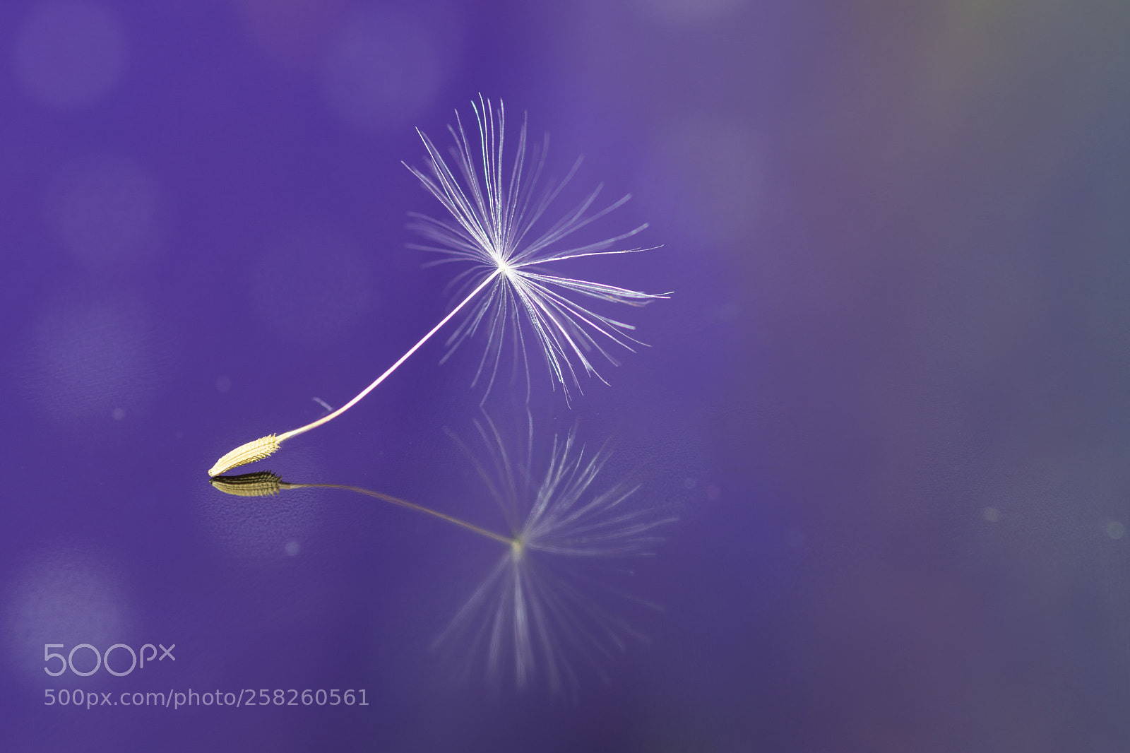 Nikon D7200 sample photo. Dandelion photography