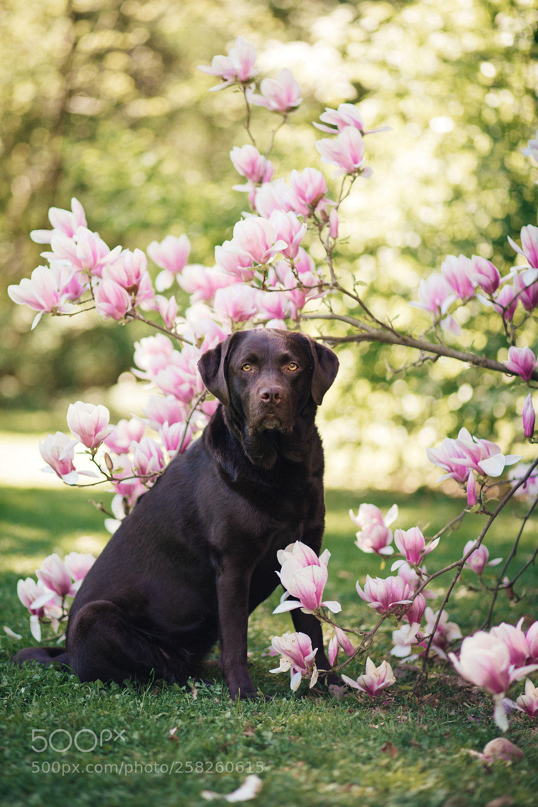 Canon EOS 5D Mark IV sample photo. Amy and magnolia photography