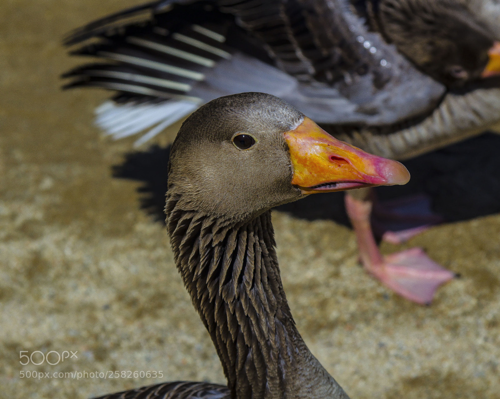 Canon EOS 1200D (EOS Rebel T5 / EOS Kiss X70 / EOS Hi) sample photo. Goose photography