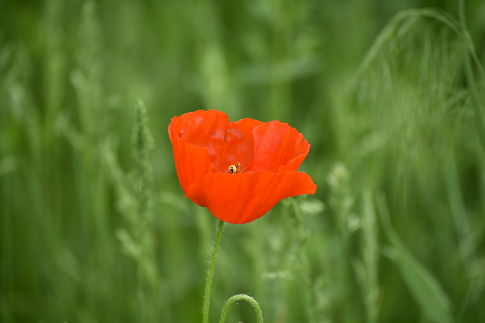 Nikon D3400 sample photo
