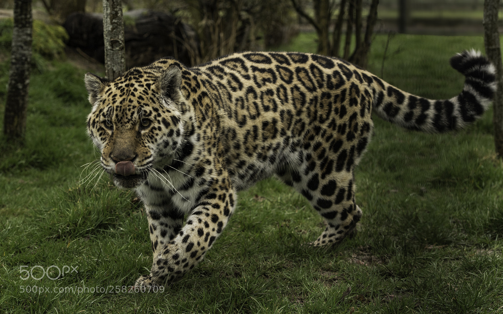 Nikon D5 sample photo. Jaguar series photography