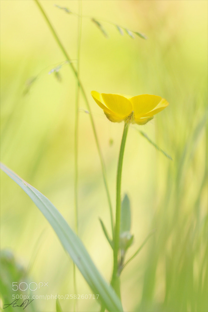 Canon EOS 7D sample photo. Buttercup photography