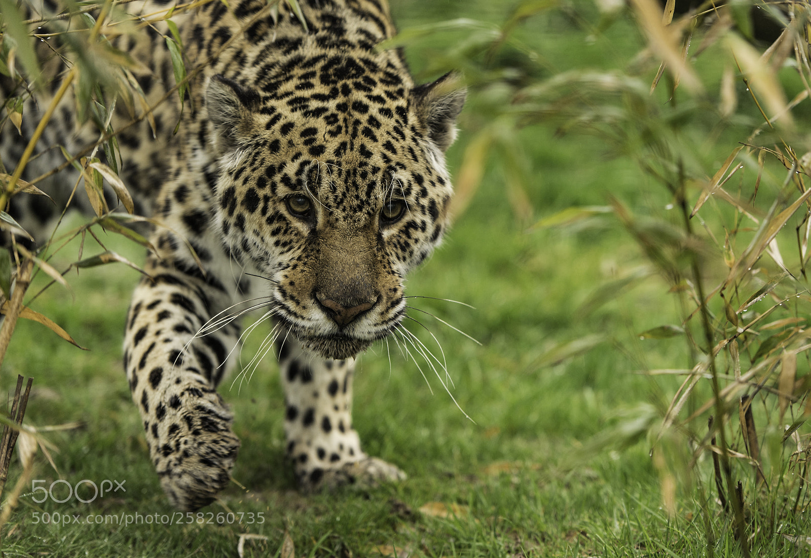 Nikon D5 sample photo. Jaguar series photography