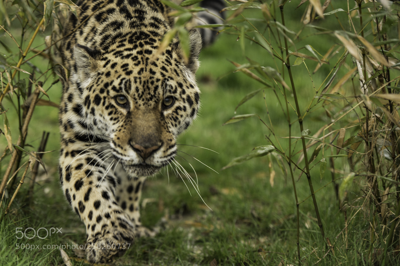 Nikon D5 sample photo. Jaguar series photography