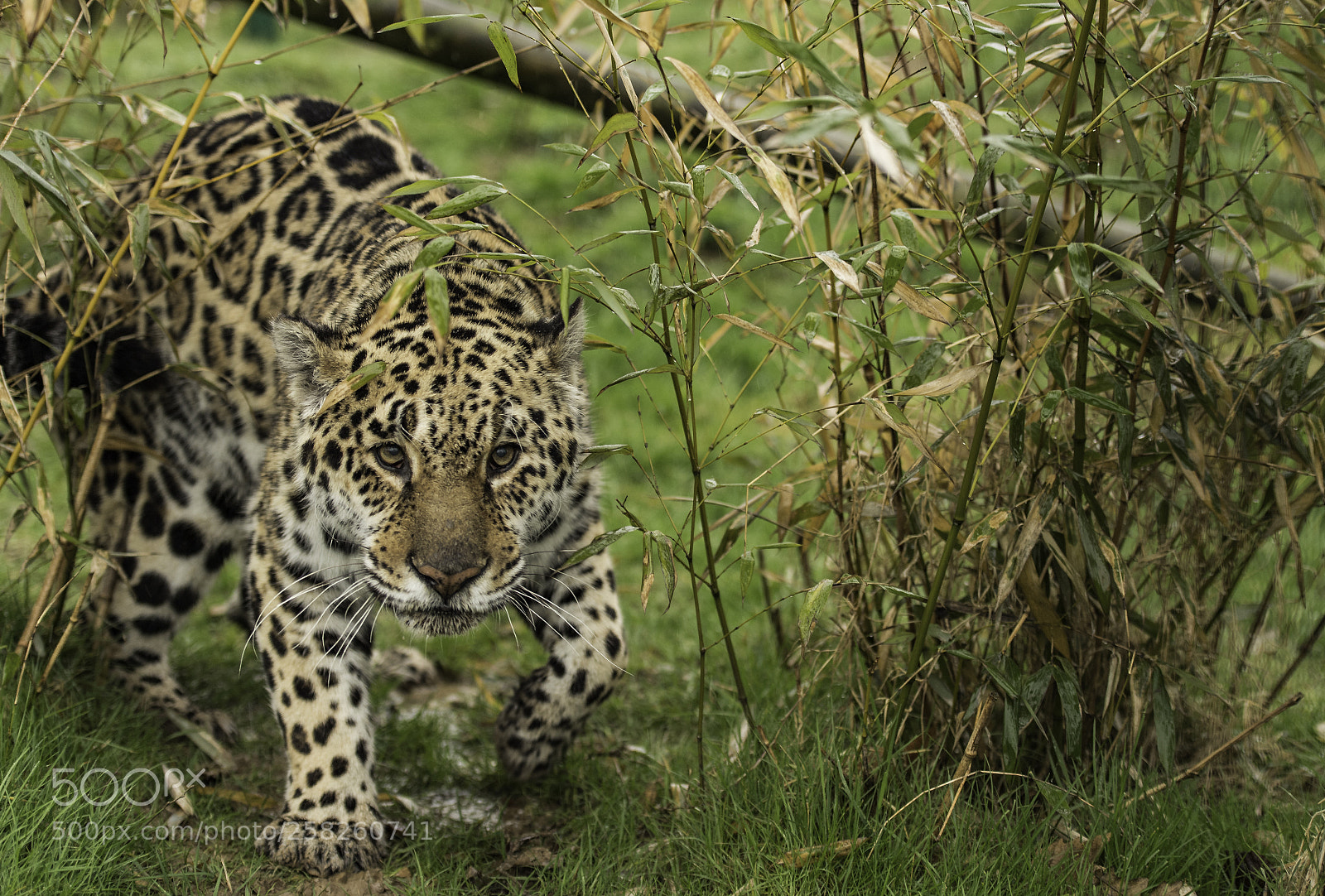 Nikon D5 sample photo. Jaguar series photography