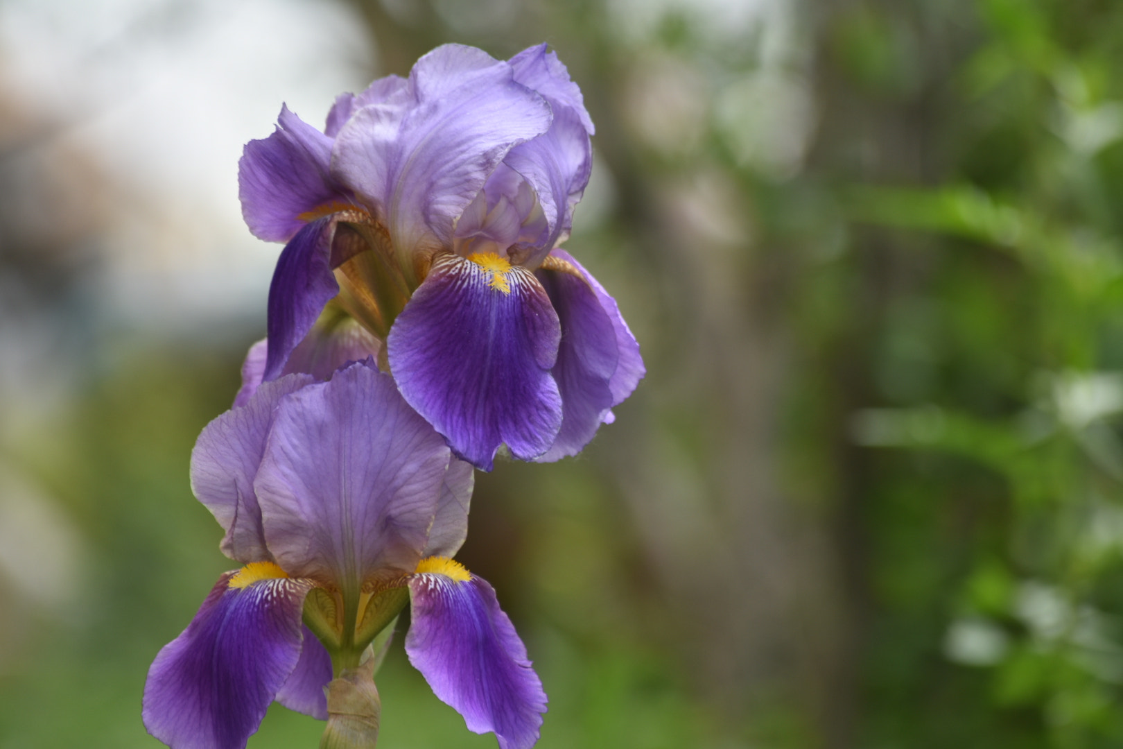 Nikon D3400 sample photo