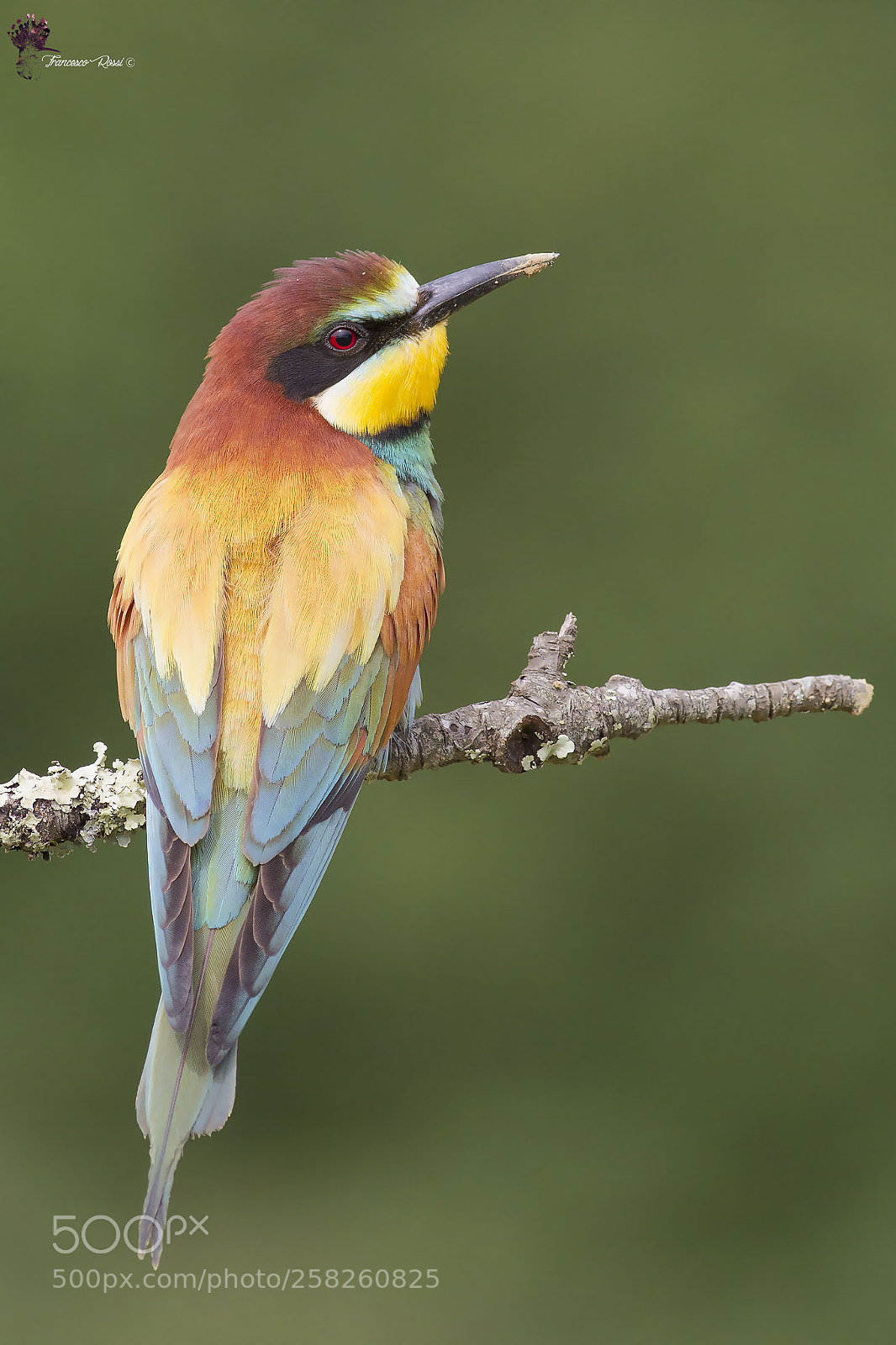 Canon EOS 7D sample photo. Bee eater, gruccione photography
