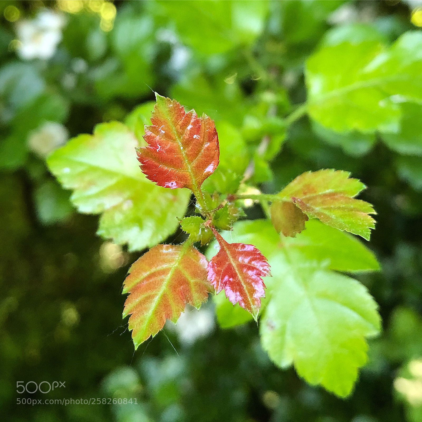 Apple iPhone 8 Plus sample photo. Springleafs photography