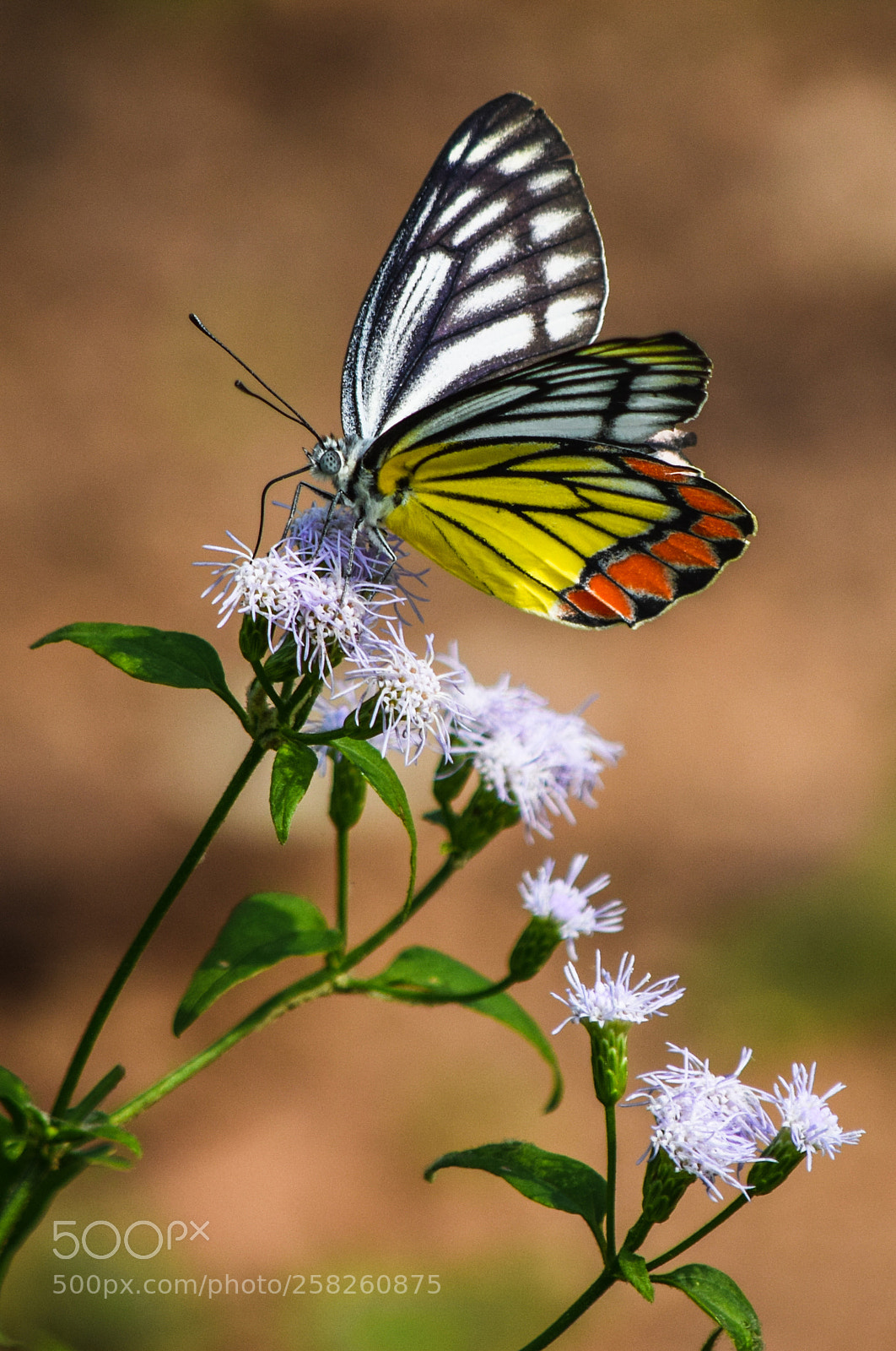Nikon D3300 sample photo. Butterfly photography