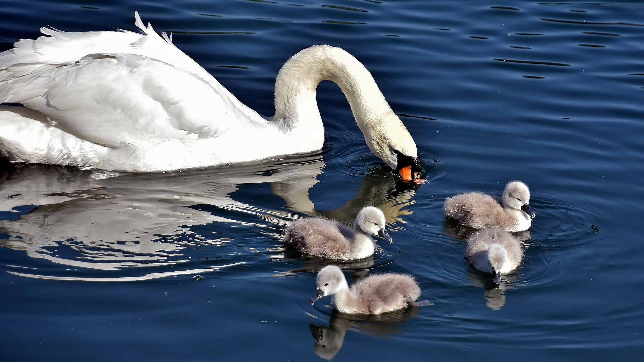 Nikon D7200 sample photo. Watch and learn... photography