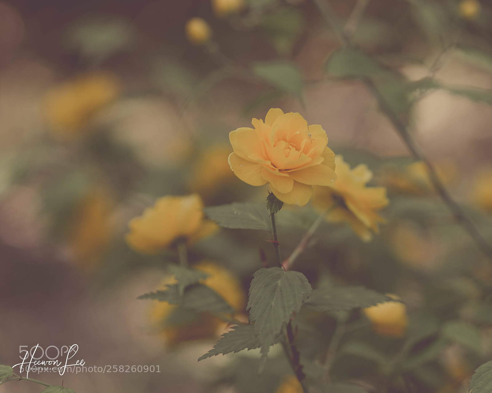 Canon EOS 6D sample photo. Untitled photography