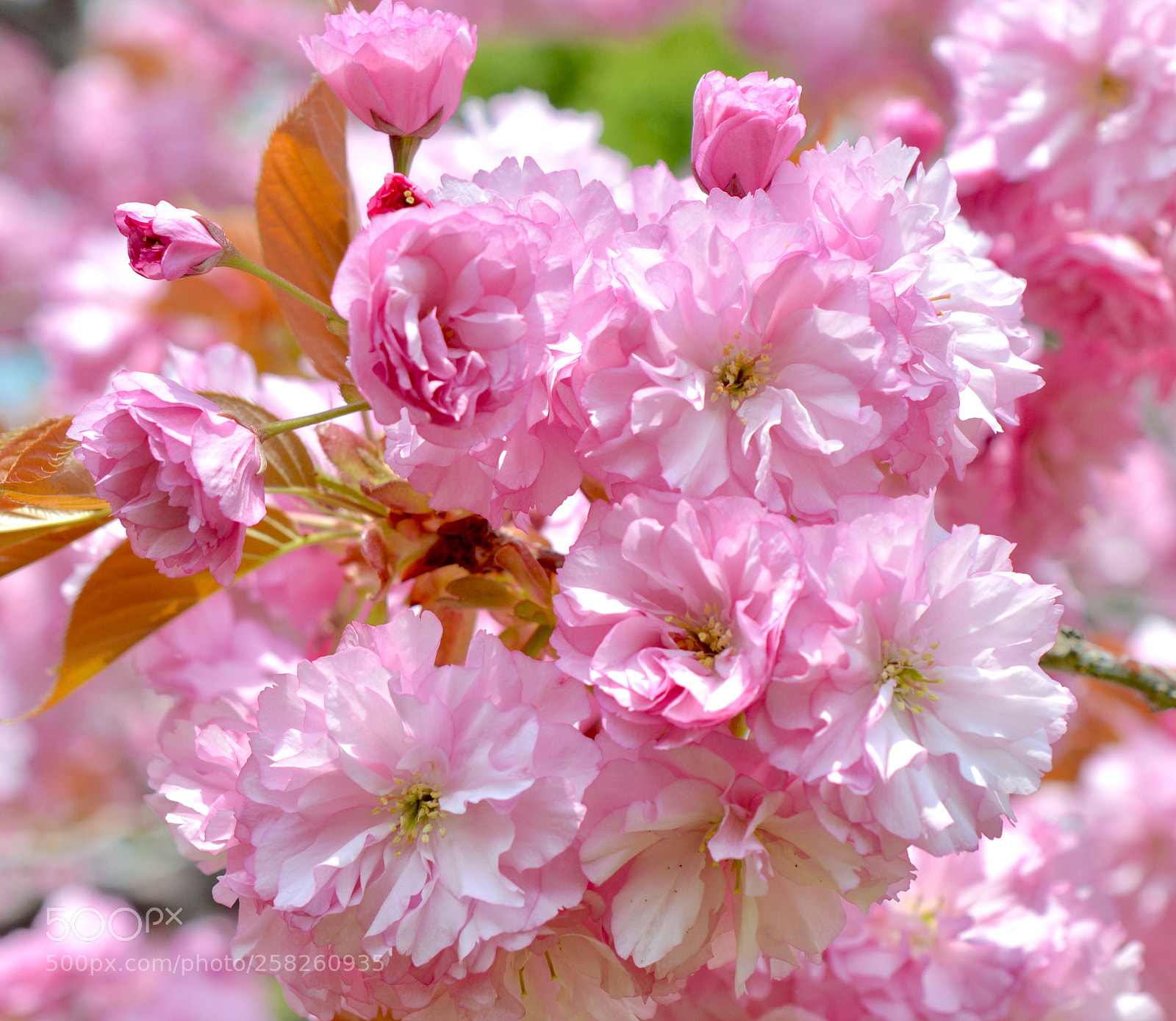 Nikon D3200 sample photo. Sakura photography