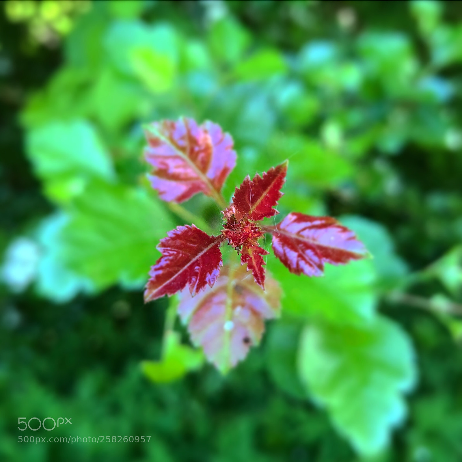 Apple iPhone 8 Plus sample photo. Beautiful leafs in may photography