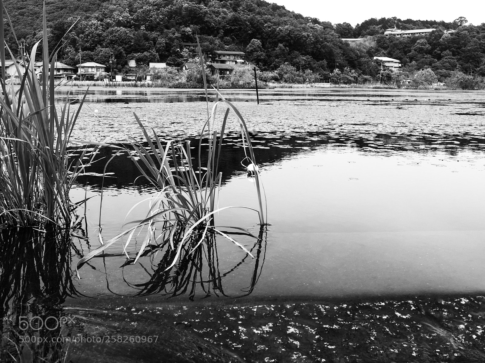 Fujifilm X10 sample photo. In the swamp photography