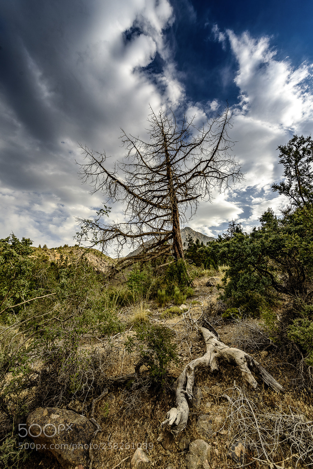 Nikon D750 sample photo. The dead tree photography