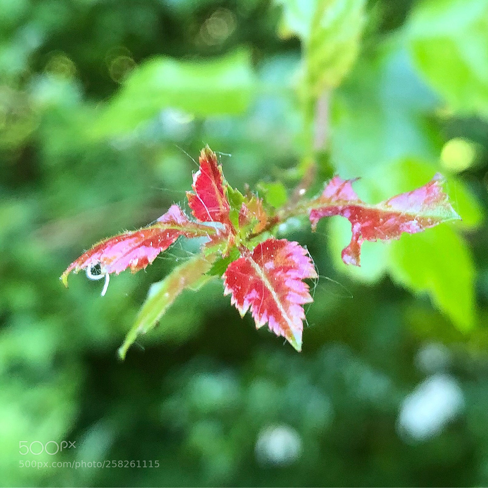 Apple iPhone 8 Plus sample photo. Tiny leafs in spring photography
