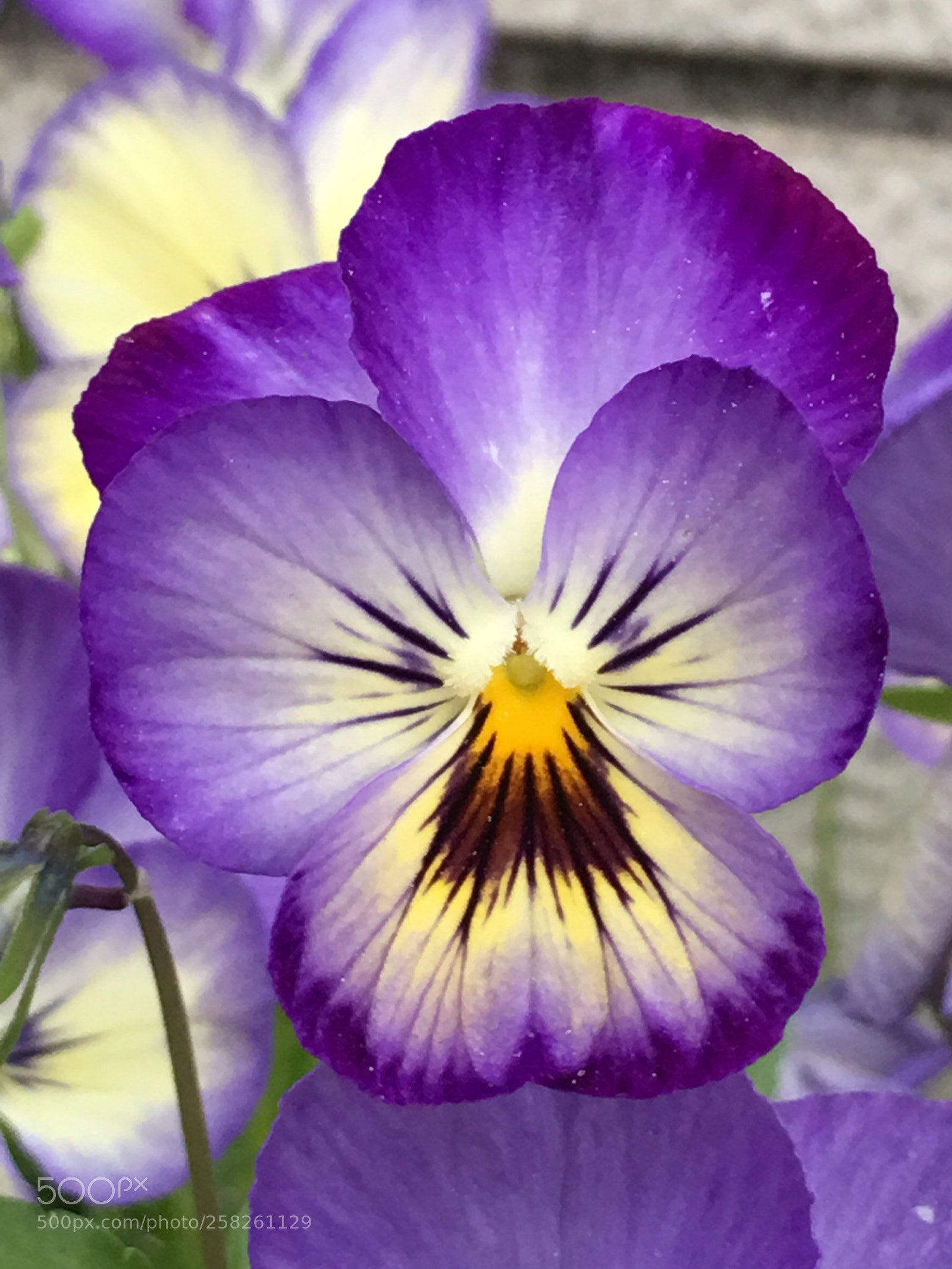 Apple iPhone 6s Plus sample photo. Spring2018 flowers photography