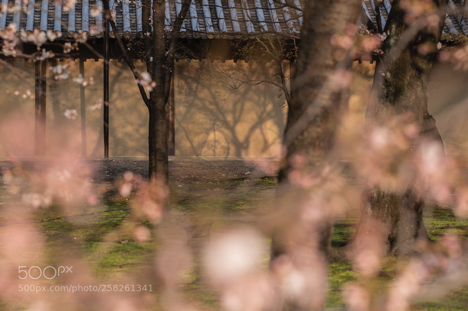 Canon EOS 6D sample photo. Touji, kyoto photography