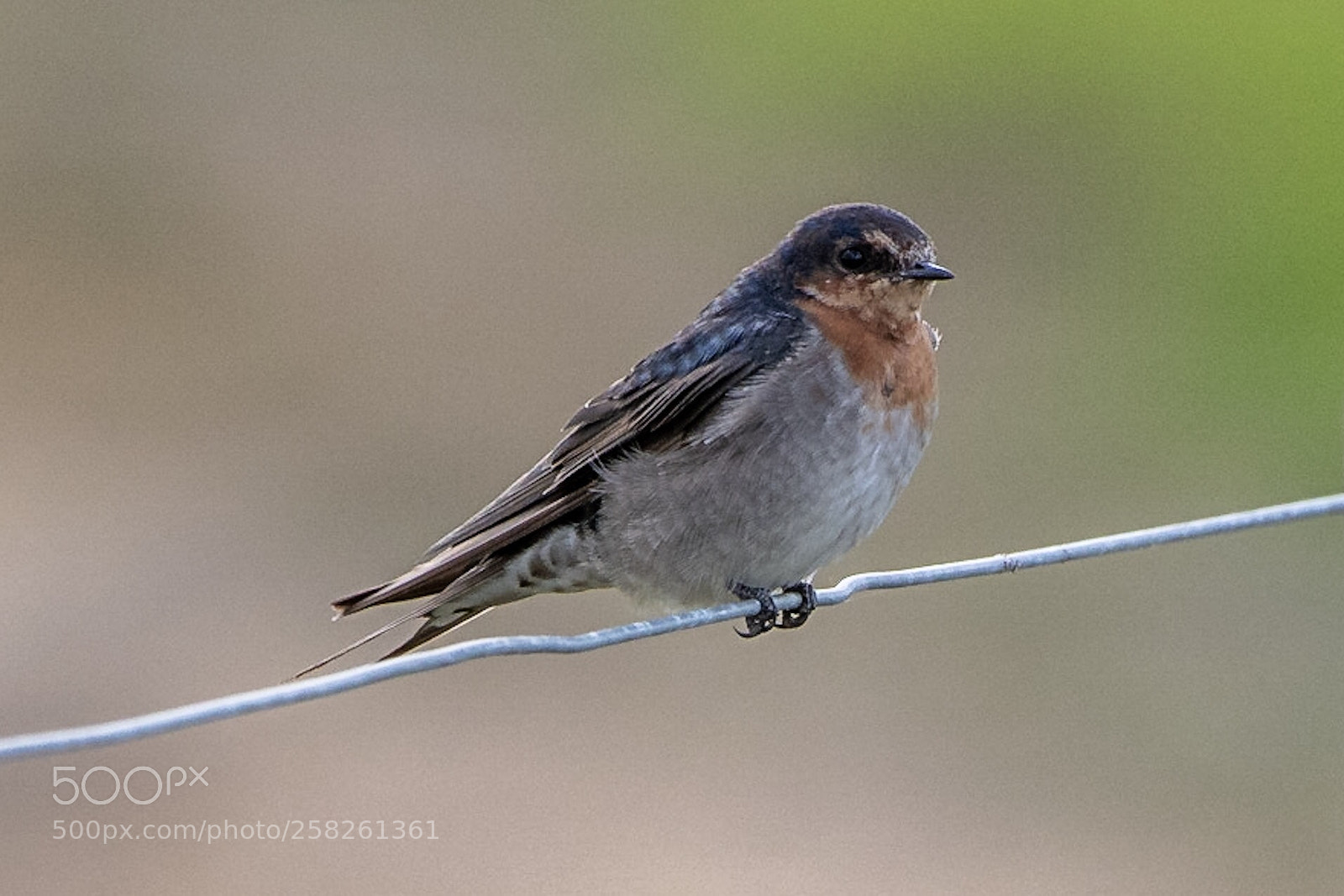 Nikon D500 sample photo. Welcome swallow warou hirundo photography