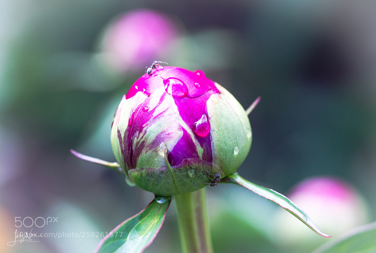 Sony SLT-A65 (SLT-A65V) sample photo. Peony bud with ants photography