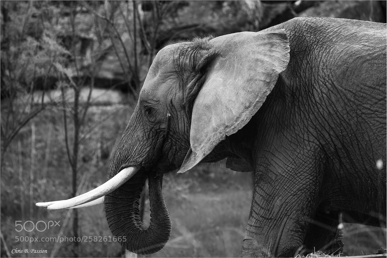 Canon EOS 6D sample photo. Elephant photography
