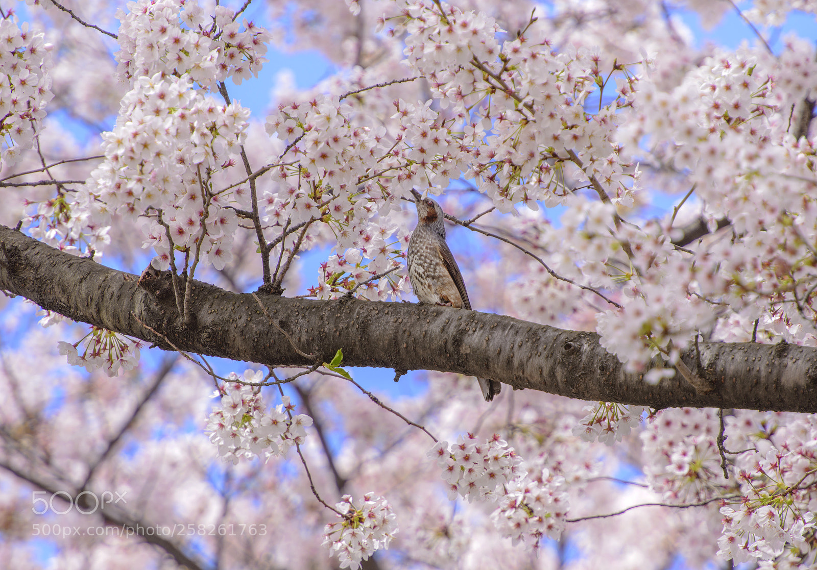 Nikon D800 sample photo. Bulbul eating sakura photography