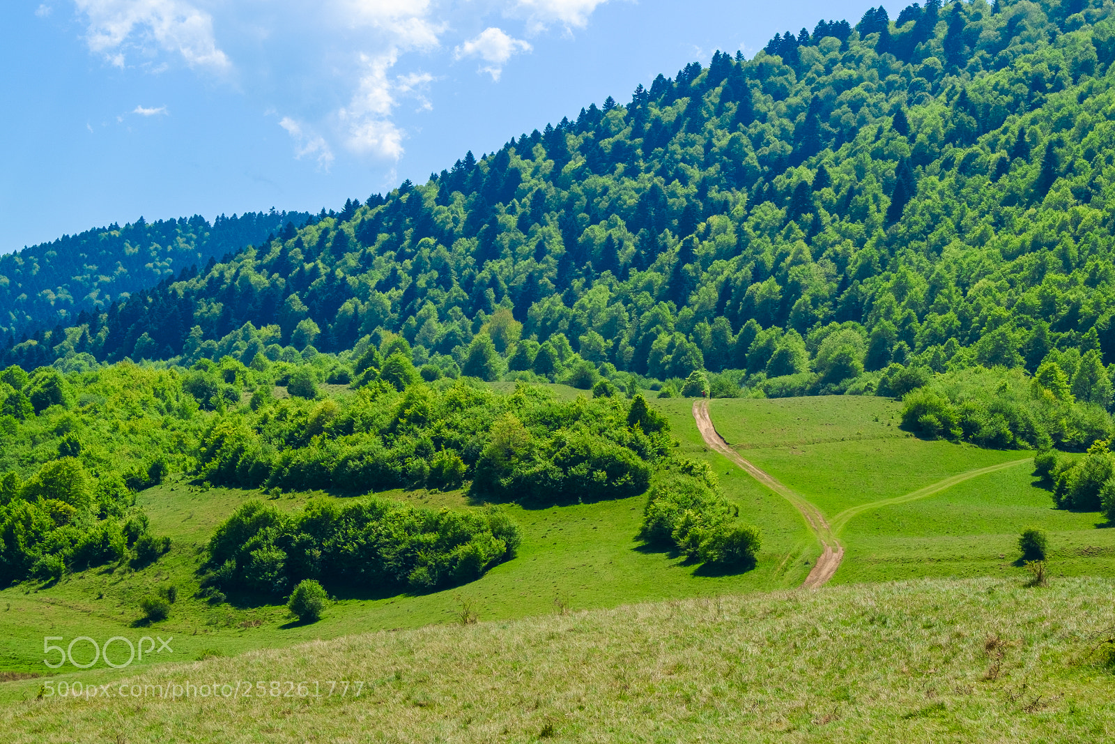 Fujifilm X-Pro1 sample photo. Spring green photography