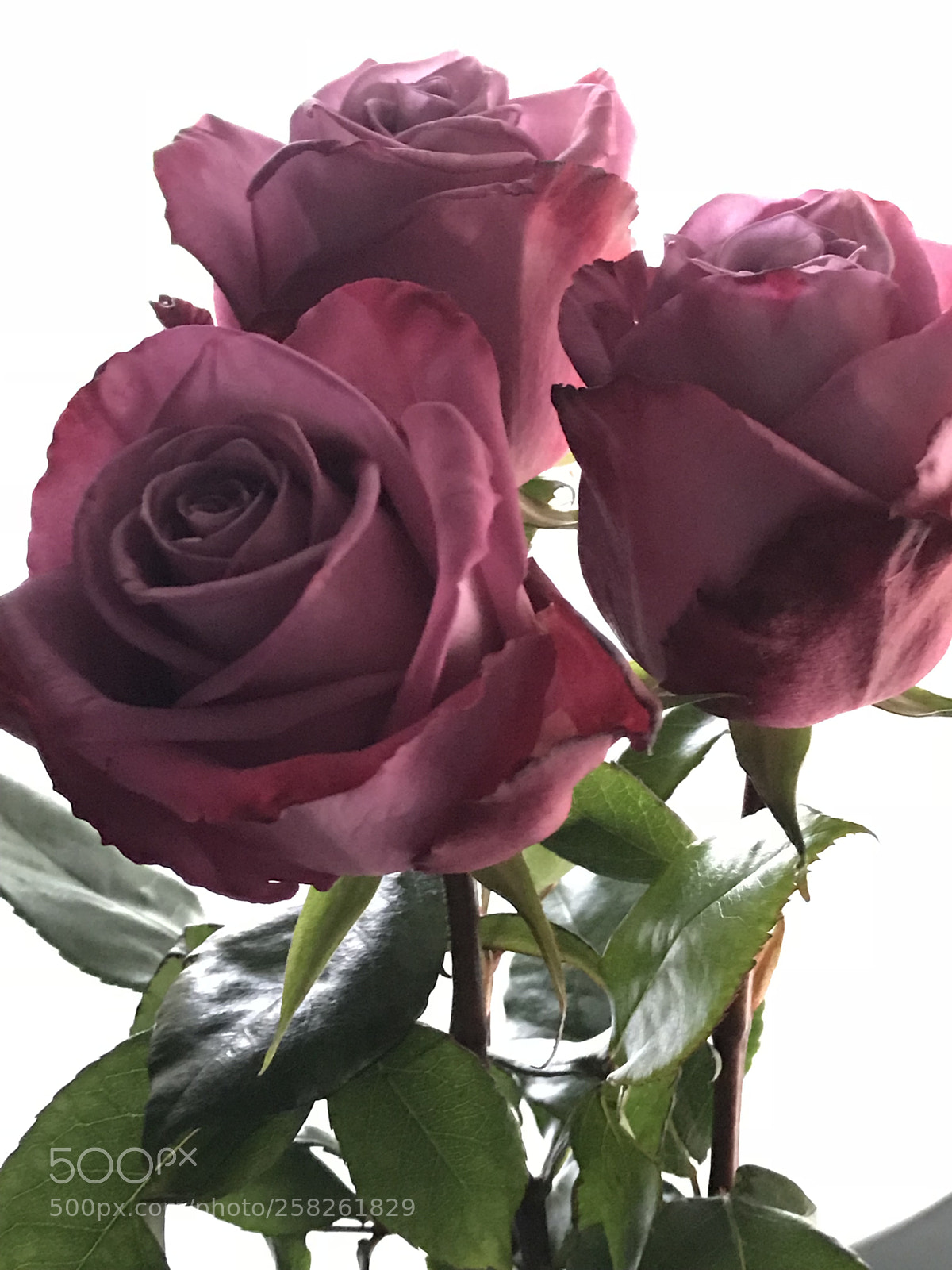 Apple iPhone 7 Plus sample photo. Untitled photography