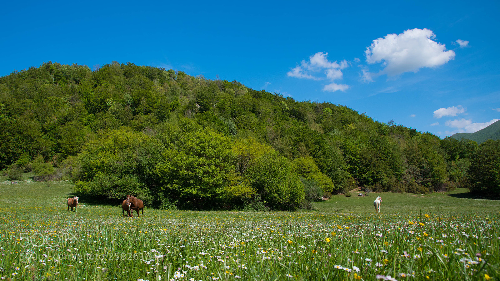 Nikon D750 sample photo. Horses in the spring photography