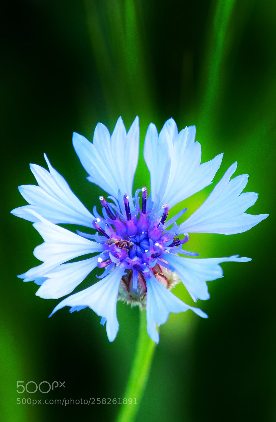Panasonic Lumix DC-G9 sample photo. Beautiful flowers! ??? photography