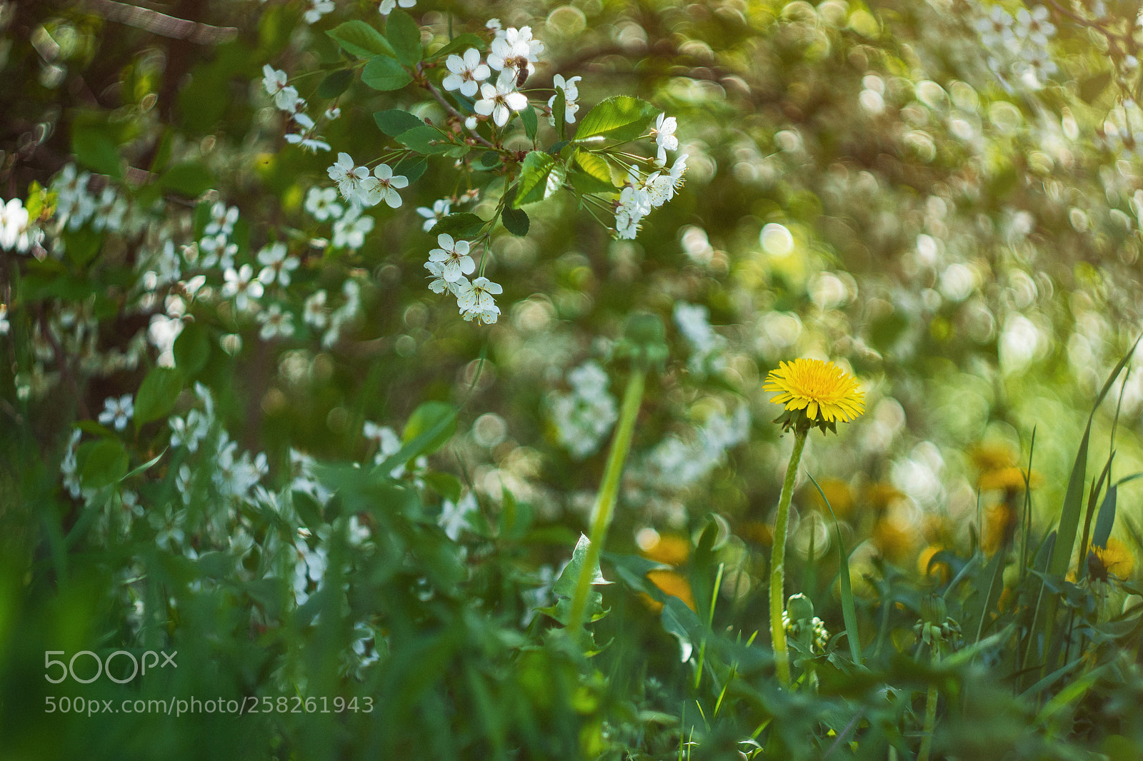 Sony SLT-A65 (SLT-A65V) sample photo. Dandelion photography