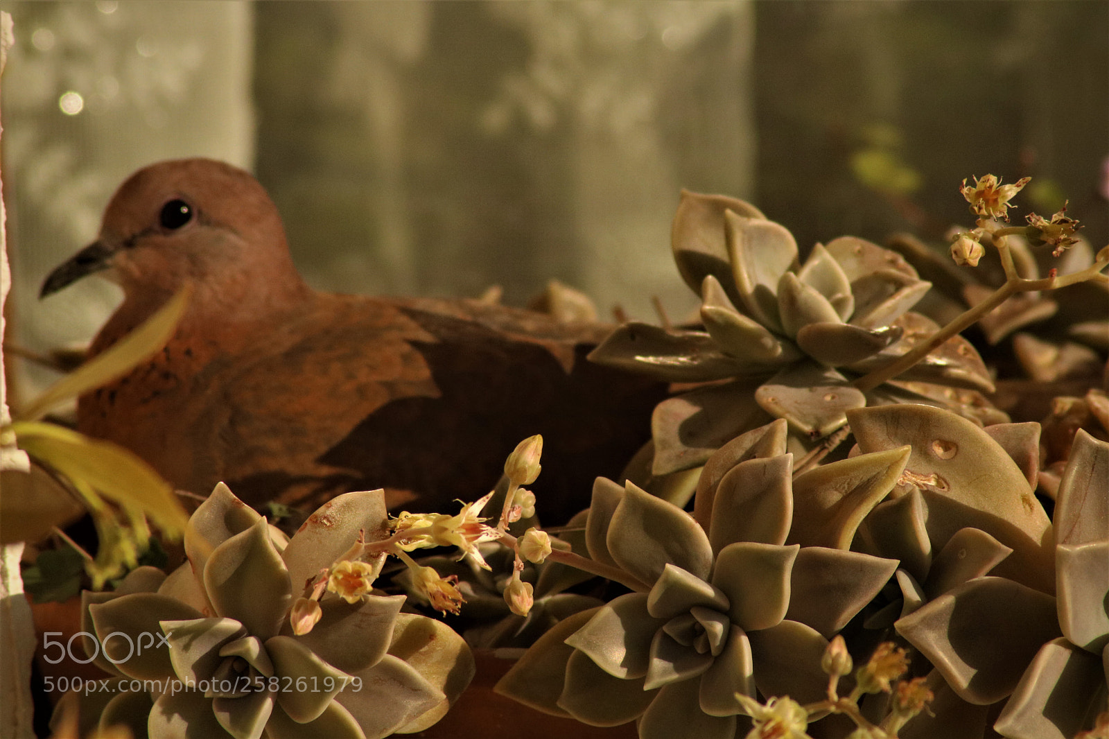 Canon EOS 750D (EOS Rebel T6i / EOS Kiss X8i) sample photo. Mother bird photography